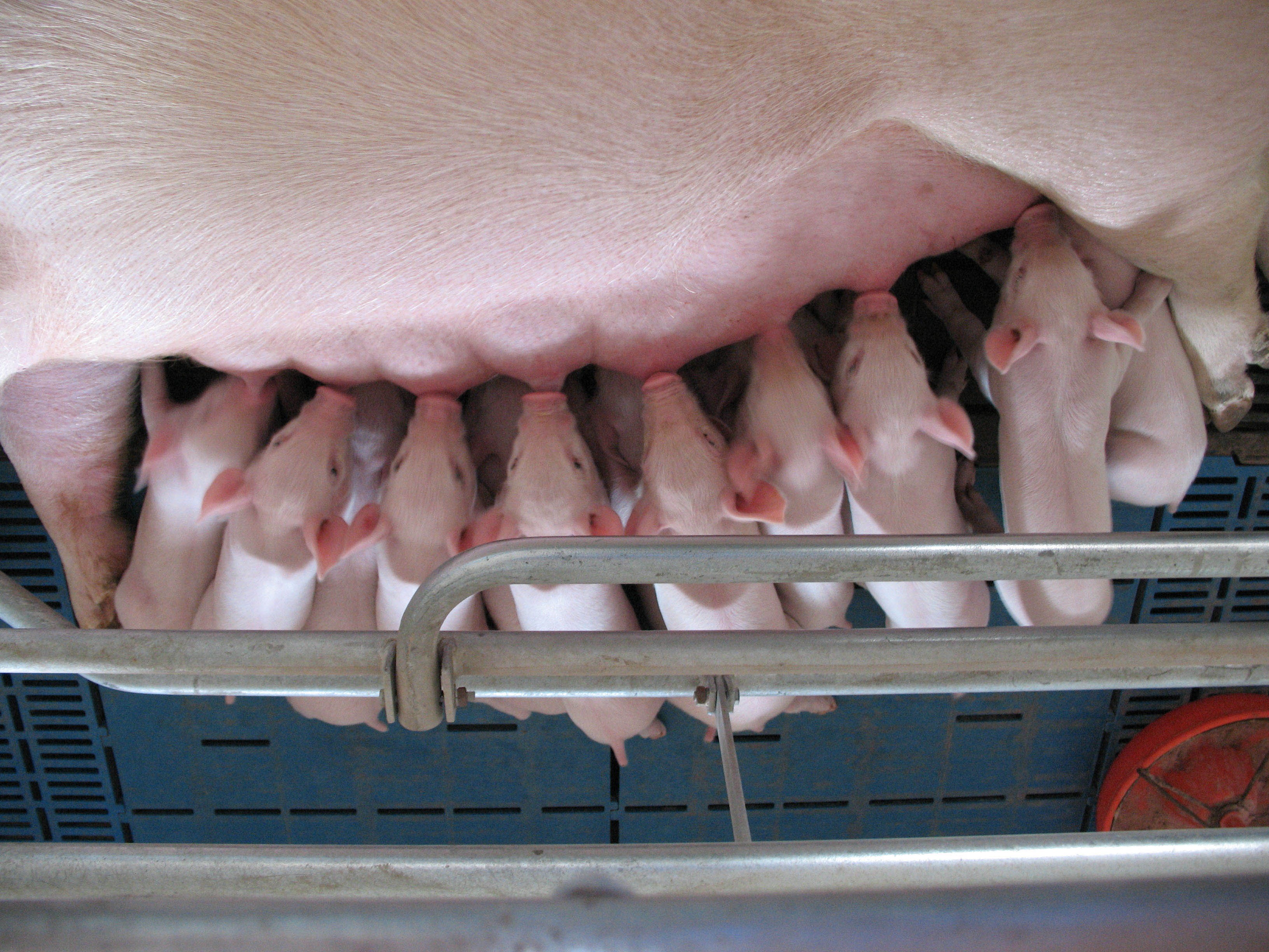 �¸߲���ϵ����