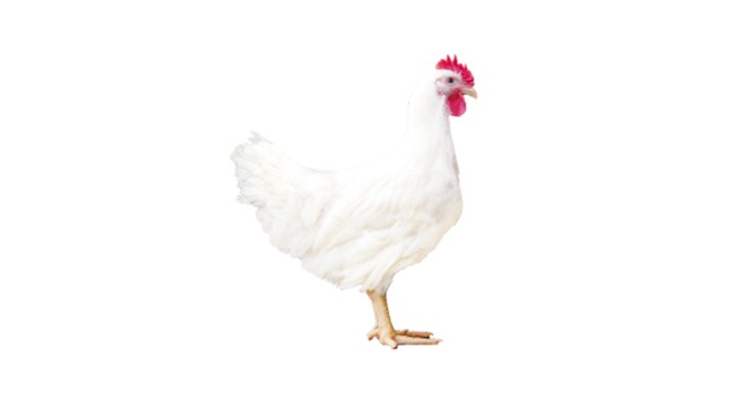 aggame���� 909 ��Ʒ������