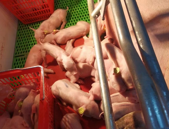 ���������µ�ϵԭ����